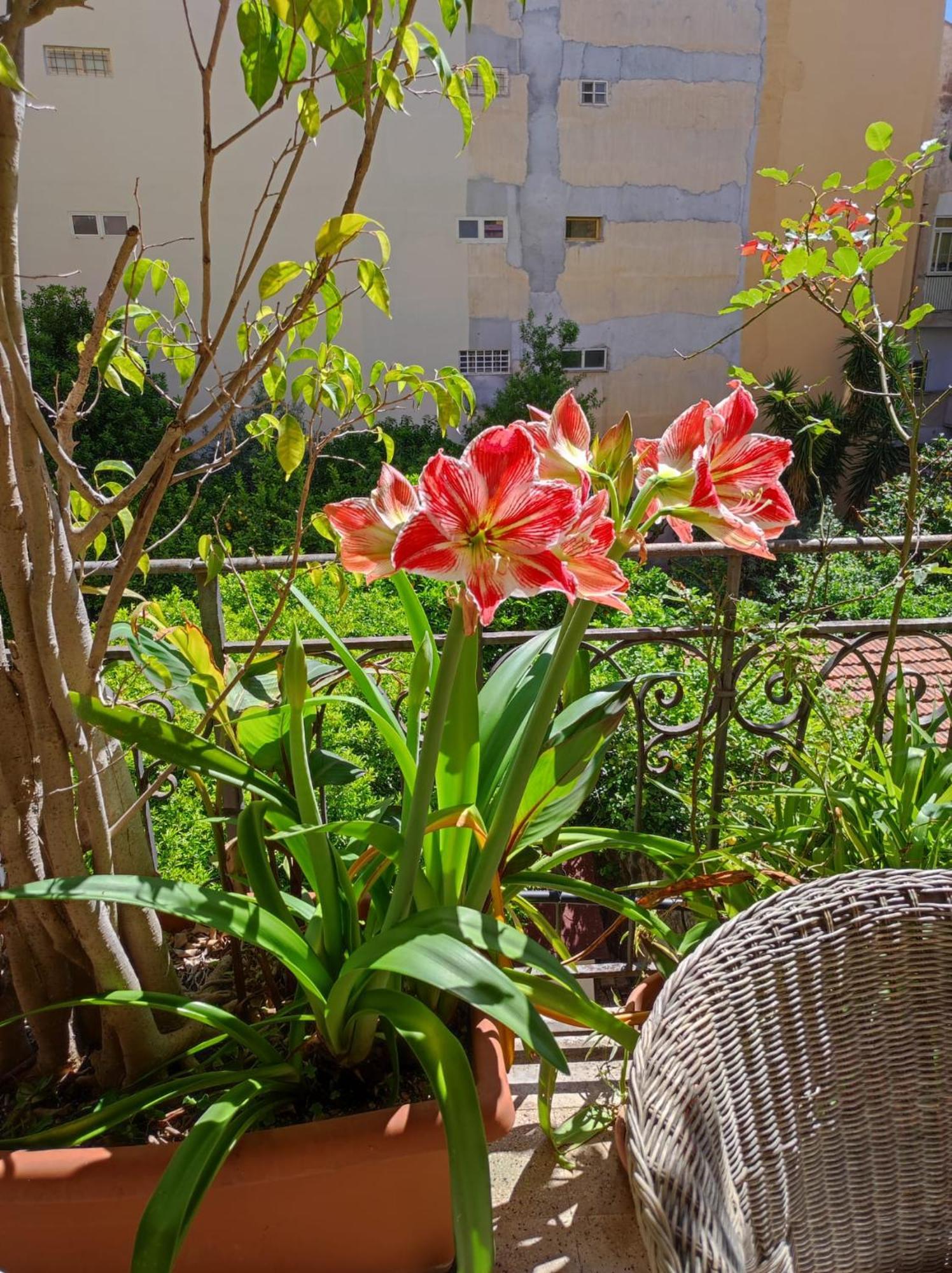 Cuba'S Art House Lägenhet Palermo Exteriör bild